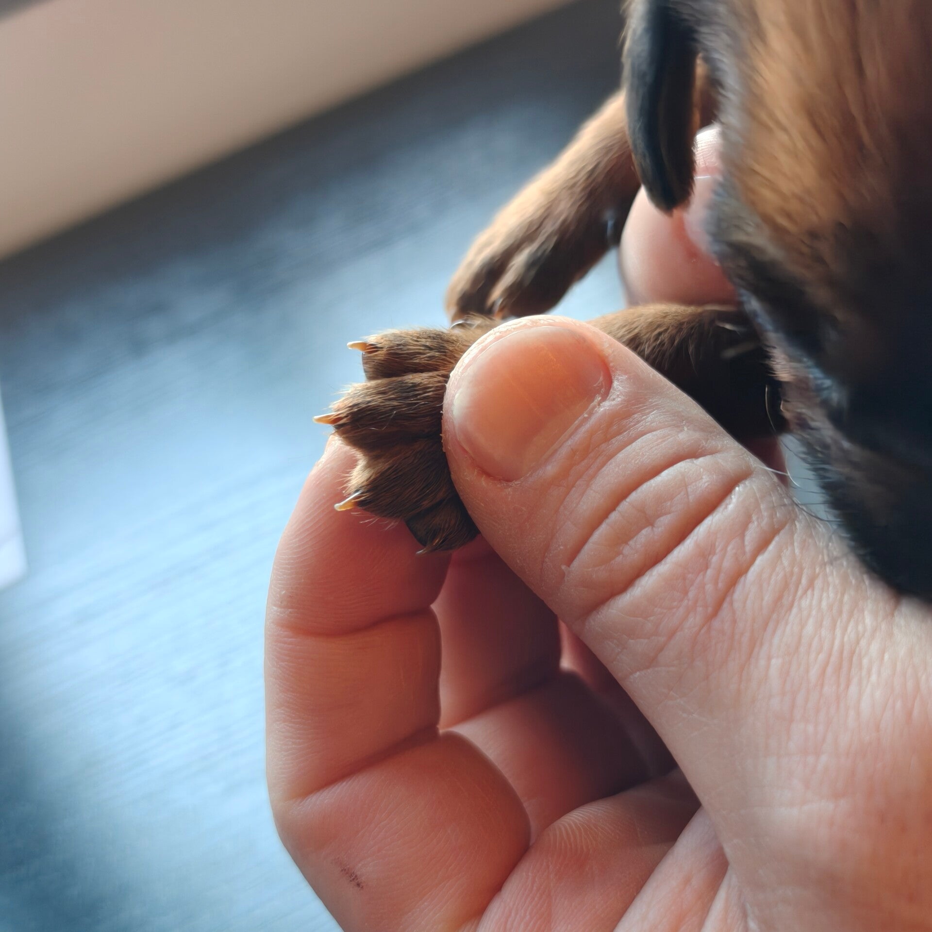 Rhodesian Ridgeback nagels knippen