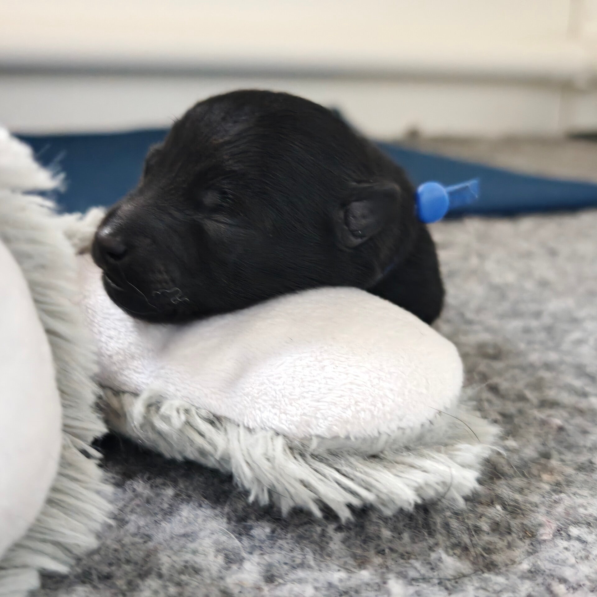 Schipperke Puppys