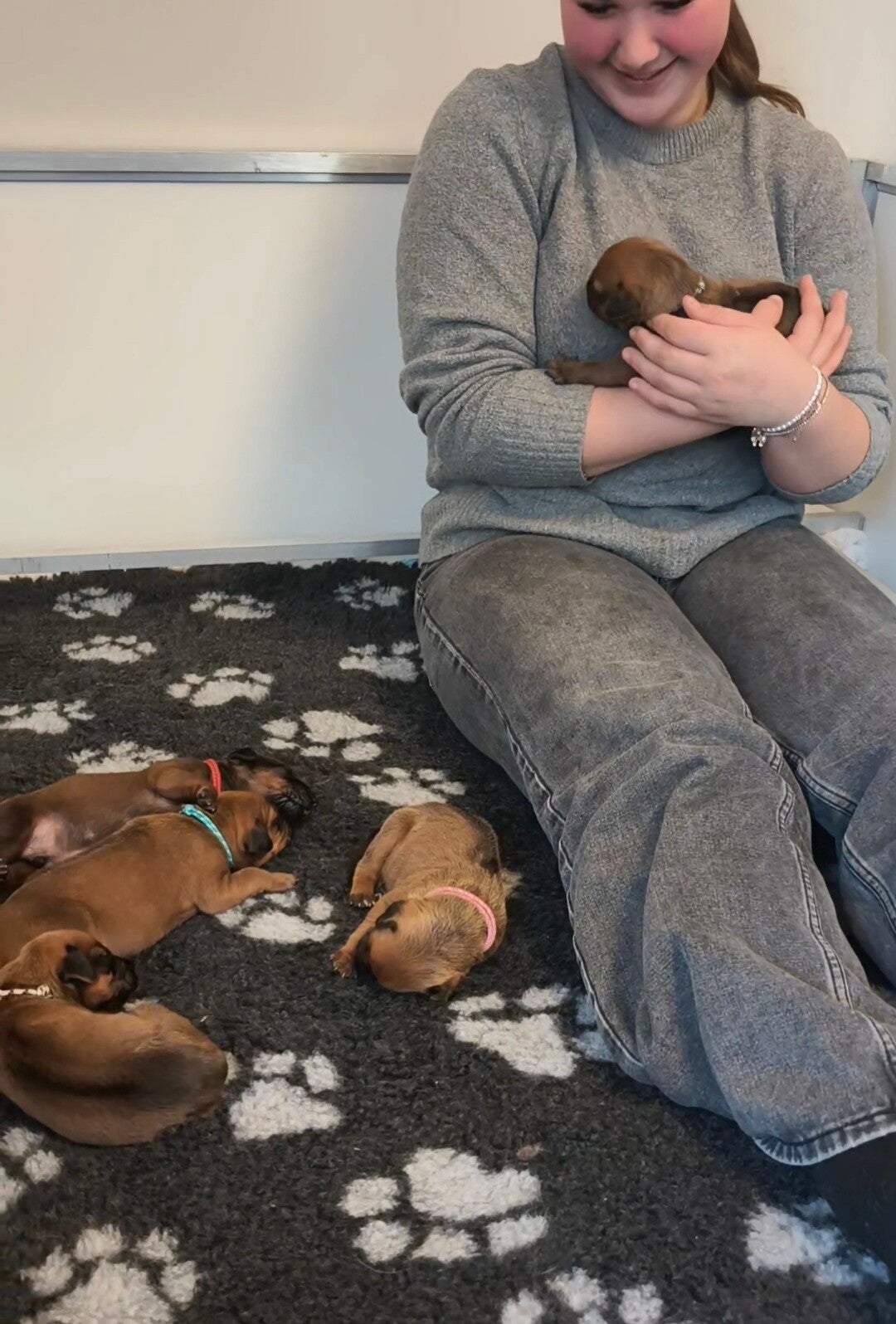 Rhodesian Ridgeback socialiseren 