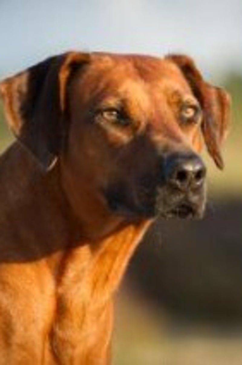 Rhodesian Ridgeback - WA Kishujaa penda kufa