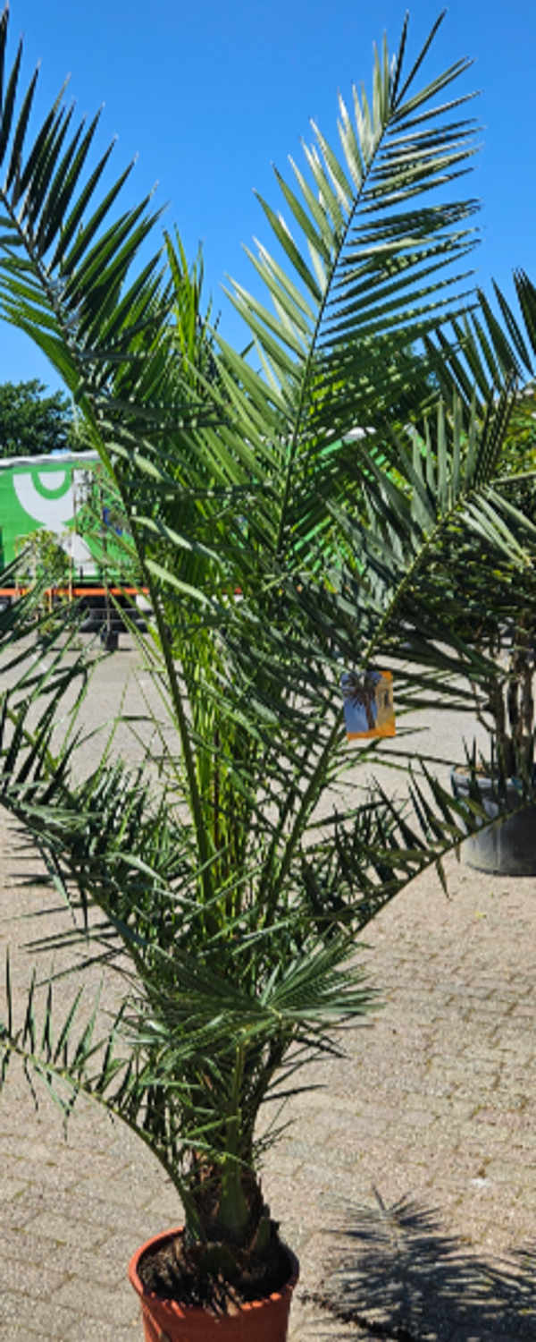 Palm winterhard  210 hoog