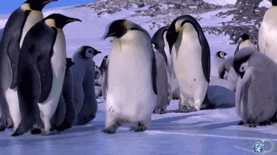 “Group of emperor penguins on snowy ice; one slips and falls on its back playfully.”