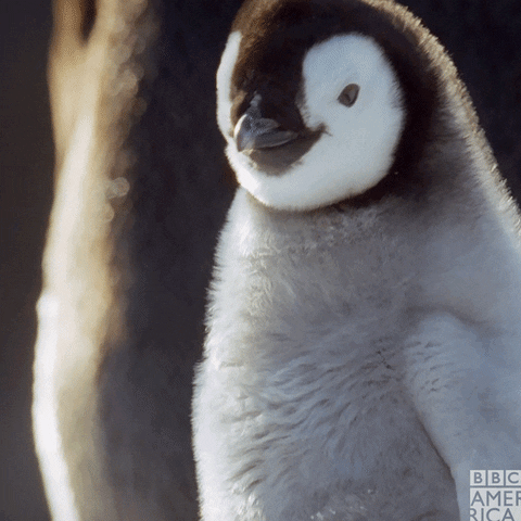 “Fluffy penguin chick looking around happily in a snowy scene, captured in a BBC Earth clip.”