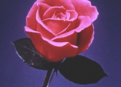 “Animated rose growing upward in a gentle blooming motion.”
