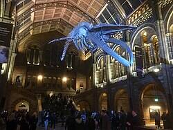 “Blue whale skeleton suspended in the Natural History Museum’s grand hall, illuminated by soft golden light.”