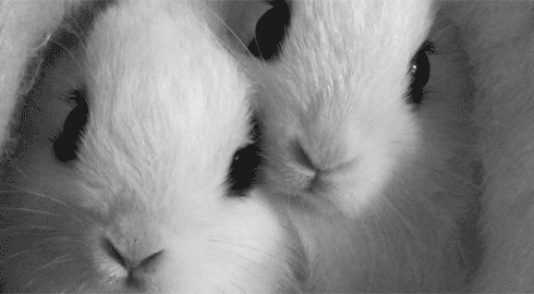 “Animated close‑up of two white bunnies twitching their noses.”