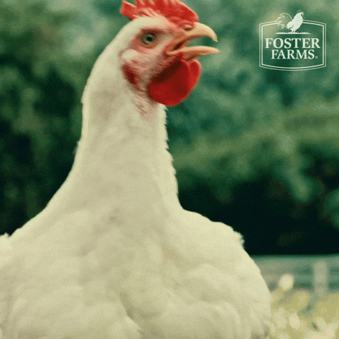 “Animated chicken glancing around as if searching for something.”