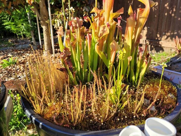 Out Door Plants