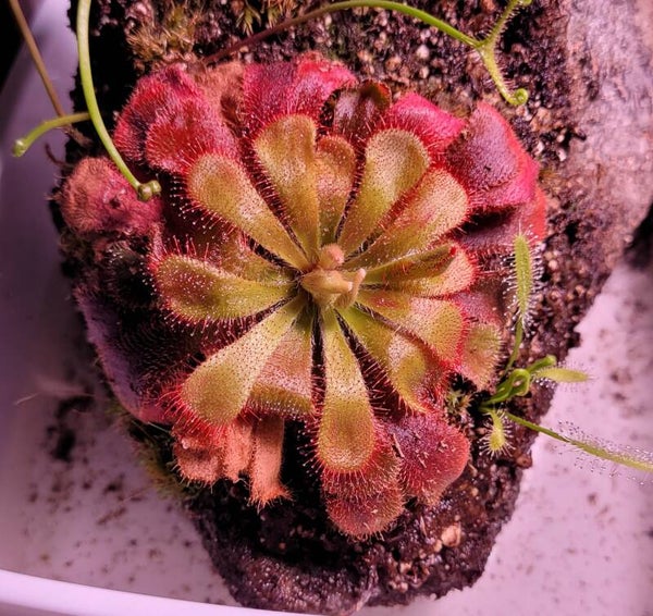 In Door Plants