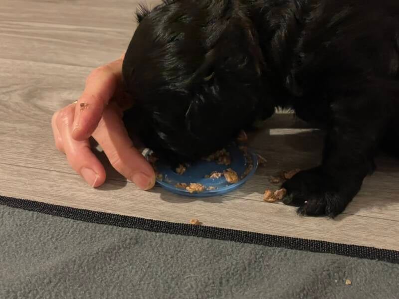 Polly beim ersten fressen