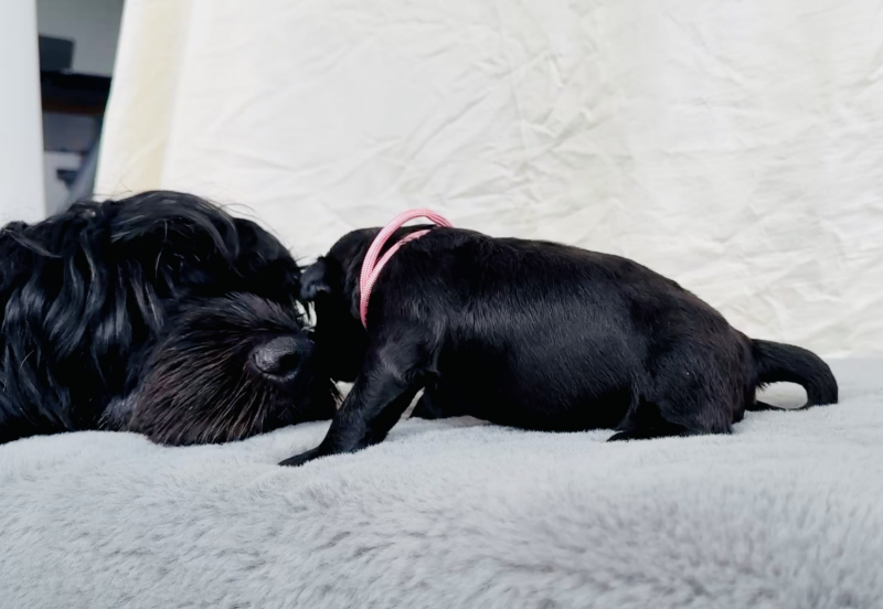 Baila&Girl, 17Tage