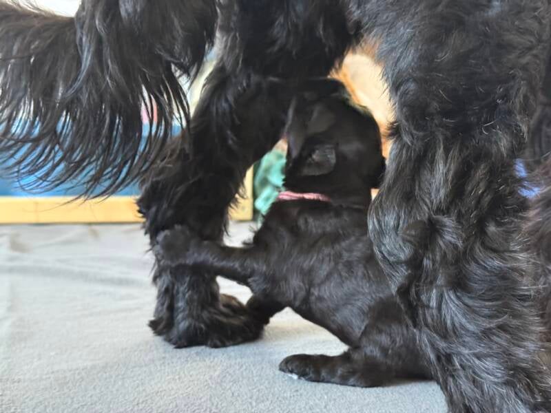 Polly: Mama komm runter
