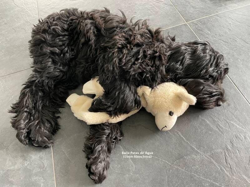 Baila mit Schmuselama (©von Abinchova)