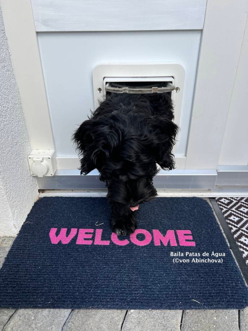 Baila und die Katzentüre (©von Abinchova)