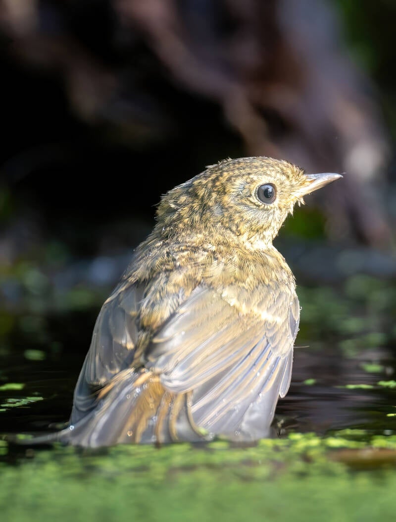Roodborst