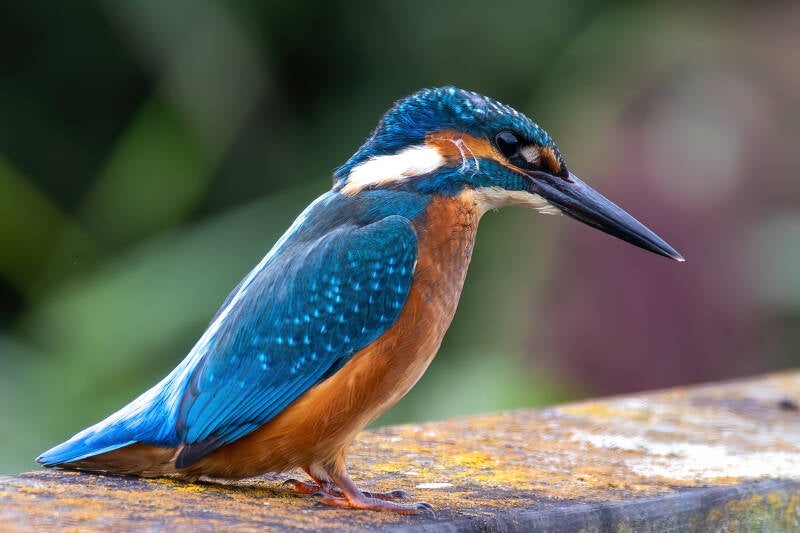 ijsvogel-standard-vrz874.jpg