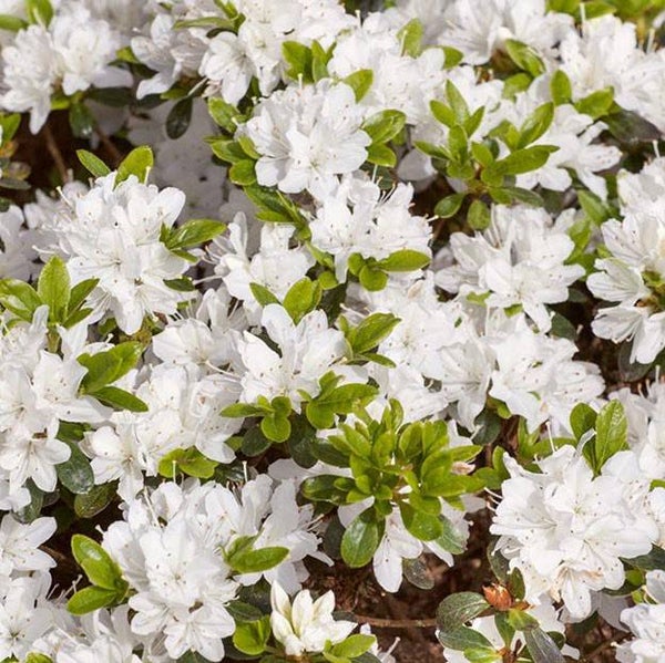 Hisako ( chinees wit) 