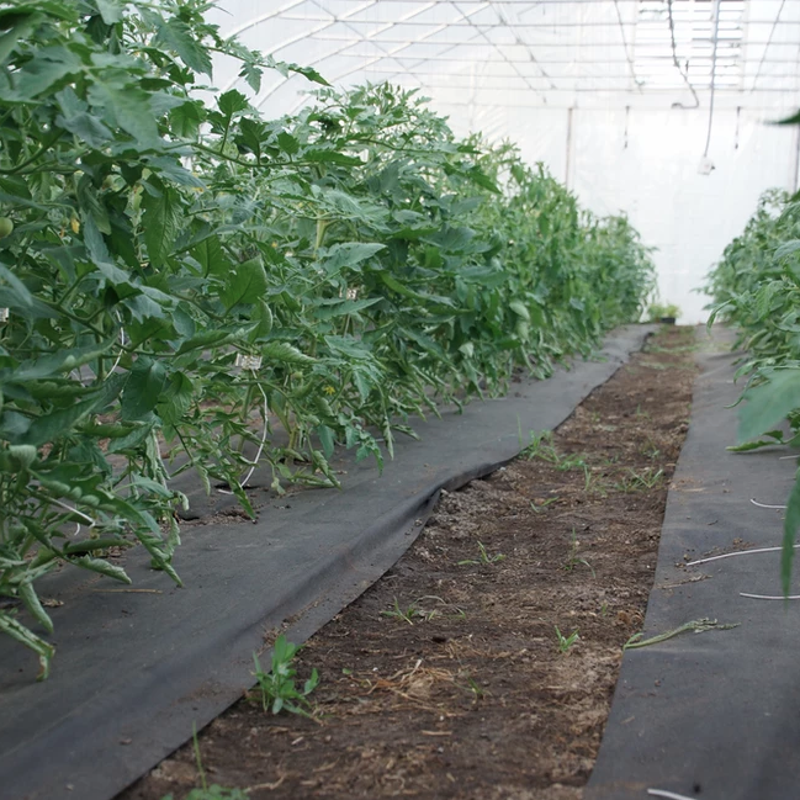 Qlipr Tomato System
