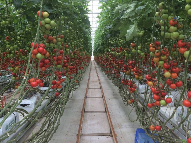 Tomato Qlipr System