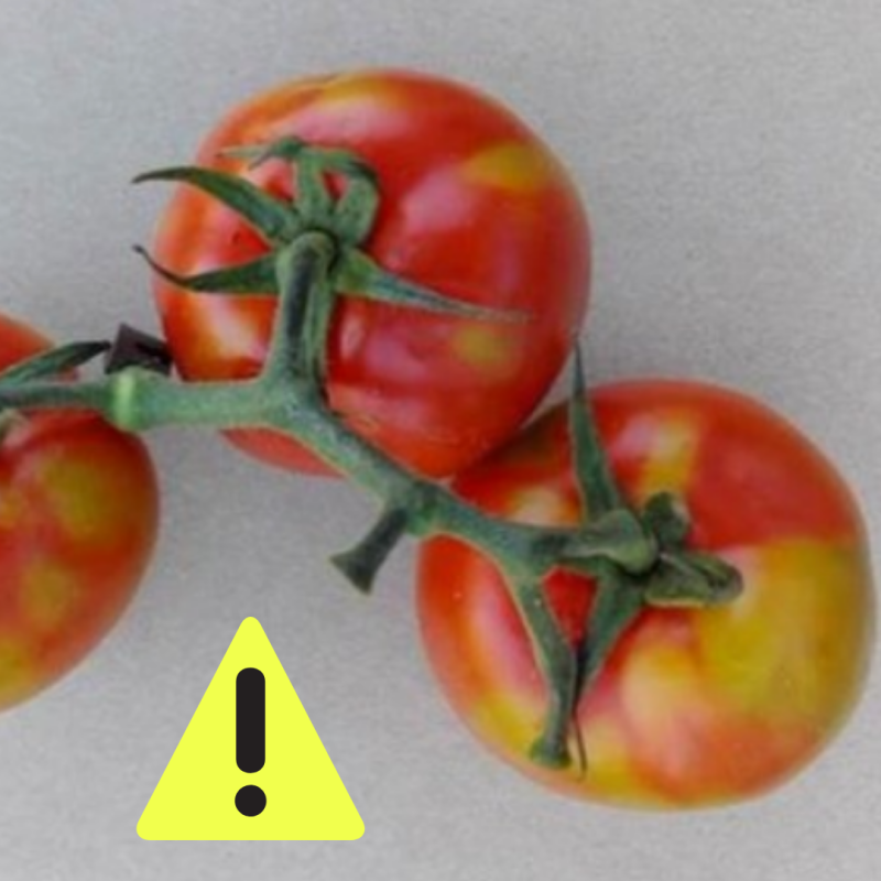 Tomato brown rugose fruit virus ToBRFV