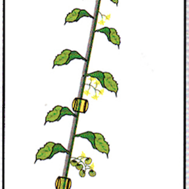 Working with Qlipr. The revolutionary for the best suspension system for cucumber and tomato plants.