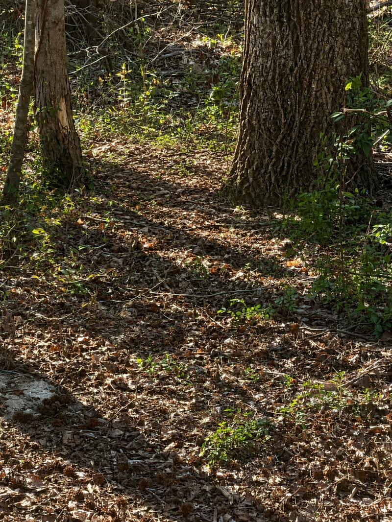     greensboro-yard-debris-removal.jpg