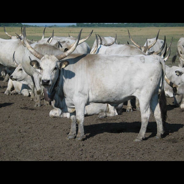 Ungarisches Graurind