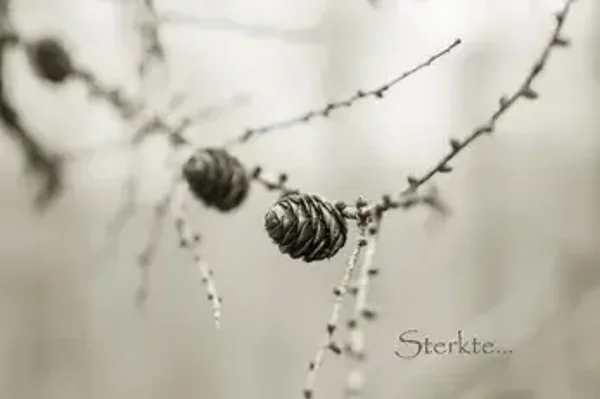 Sterkte