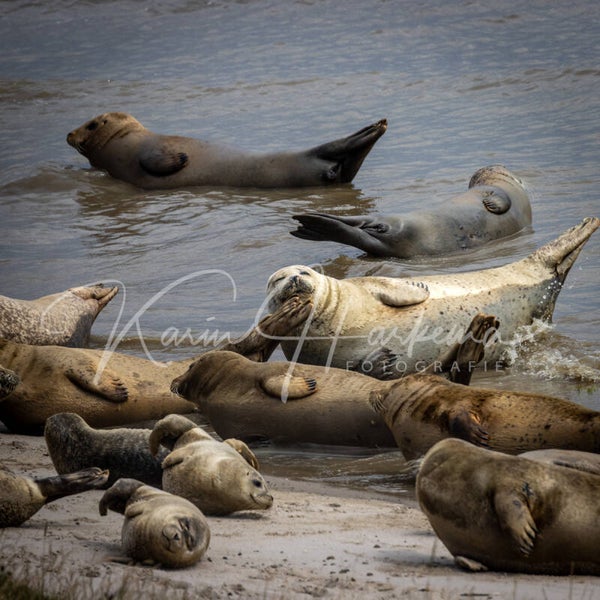 Zeehonden met huilers