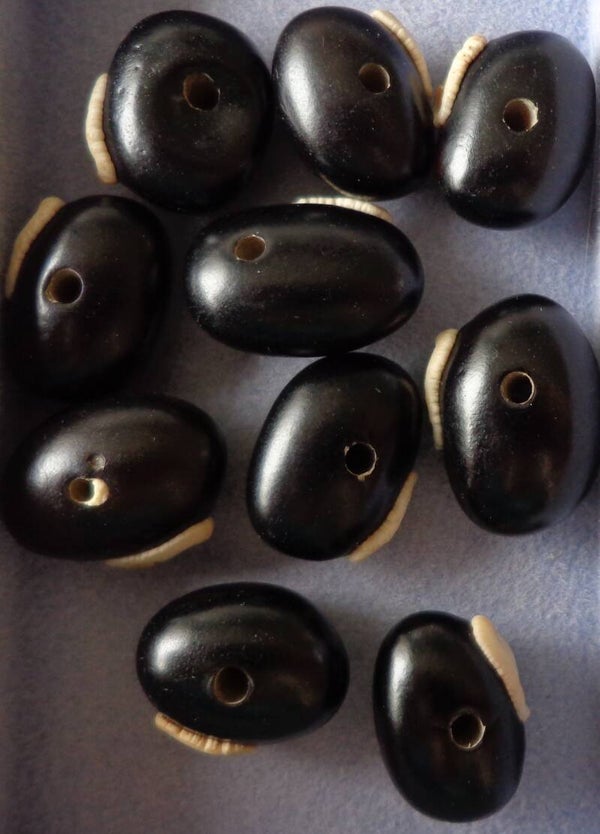 Bonenkraal Zwart met witte boon kn90186 1-3a