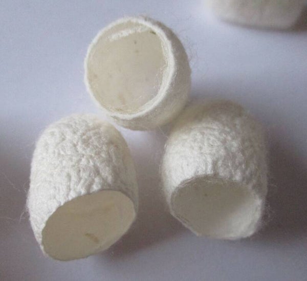 Zijde cocons kn90036 O