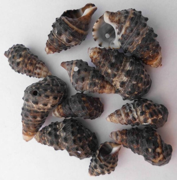 Schelp hanger zwart kn90848 C