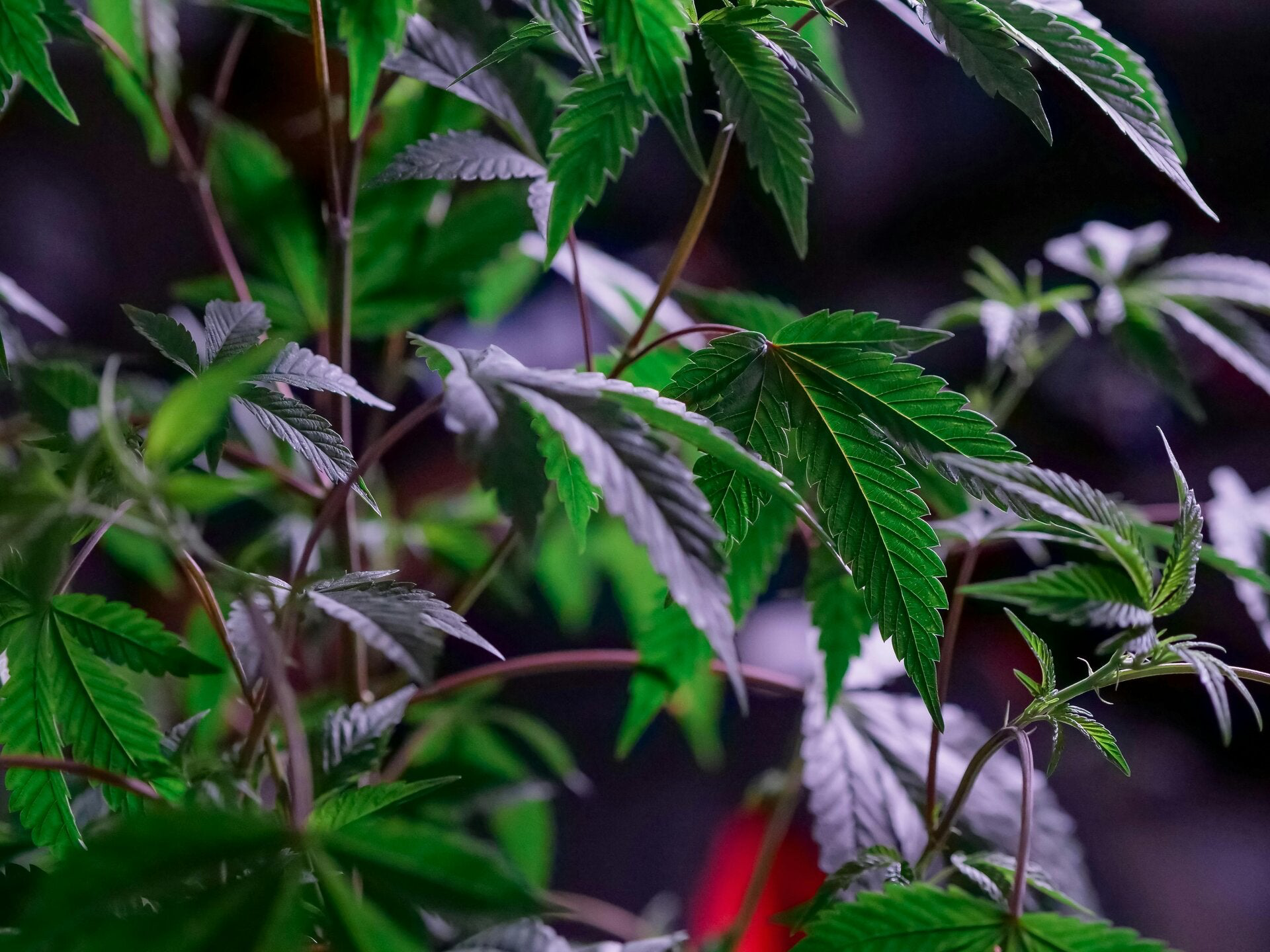 virginia cannabis, virginia hemp, virginia adult use, virginia cannabis compliance
