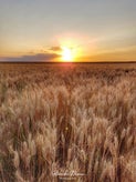 20190705_213154-01-01-standard.jpg