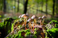 dsc_8148-01.jpg