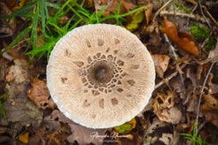 dsc_8284-01.jpg