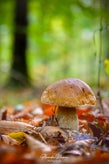 dsc_8259-01.jpg