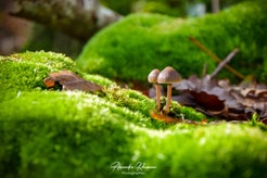 dsc_8152-01.jpg