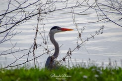 dsc_4193.jpg