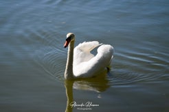dsc_0312-standard.jpg