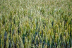 dsc_0803-standard.jpg