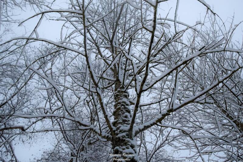 dsc_0899-standard.jpg