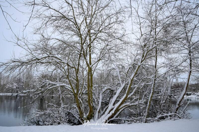 dsc_1331-standard.jpg