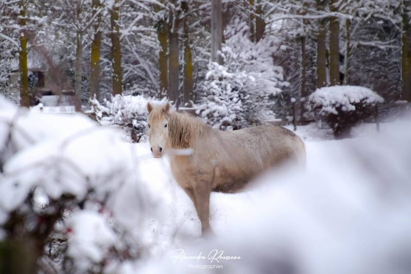 dsc_1363-standard.jpg