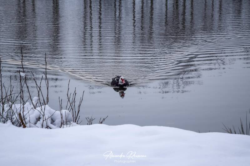 dsc_1498-standard-cp1lxl.jpg