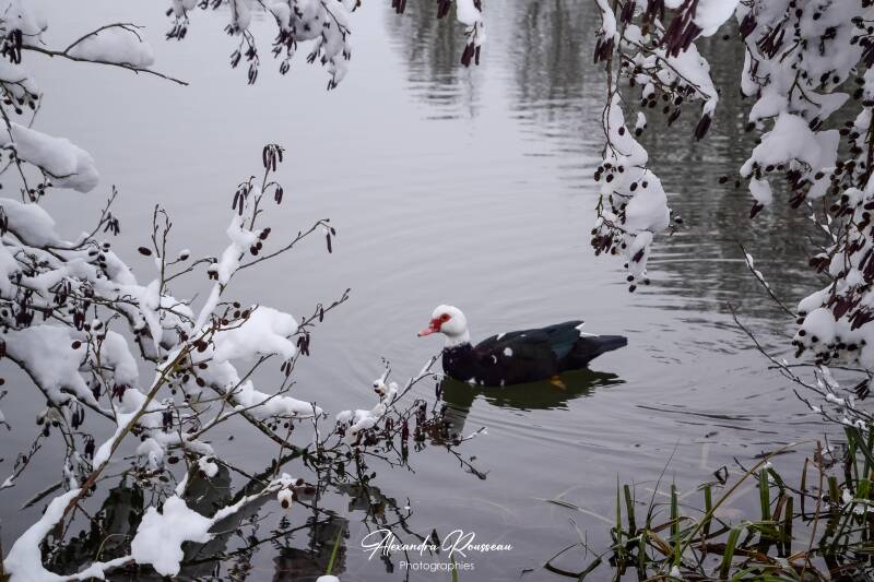 dsc_1508-standard.jpg