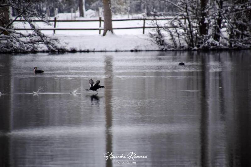 dsc_1516-standard-1k8fdl.jpg