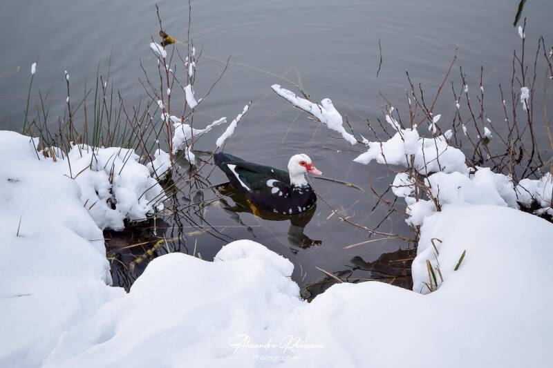 dsc_1520-standard-dwmz2z.jpg