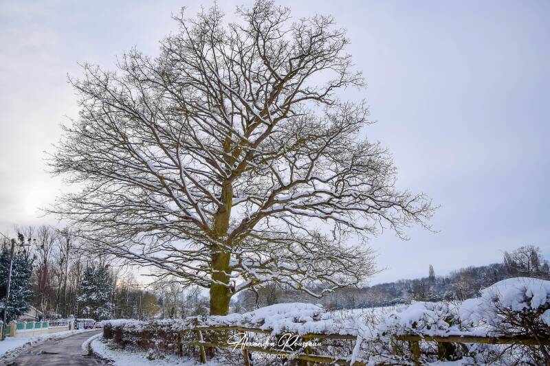 dsc_1528-standard.jpg