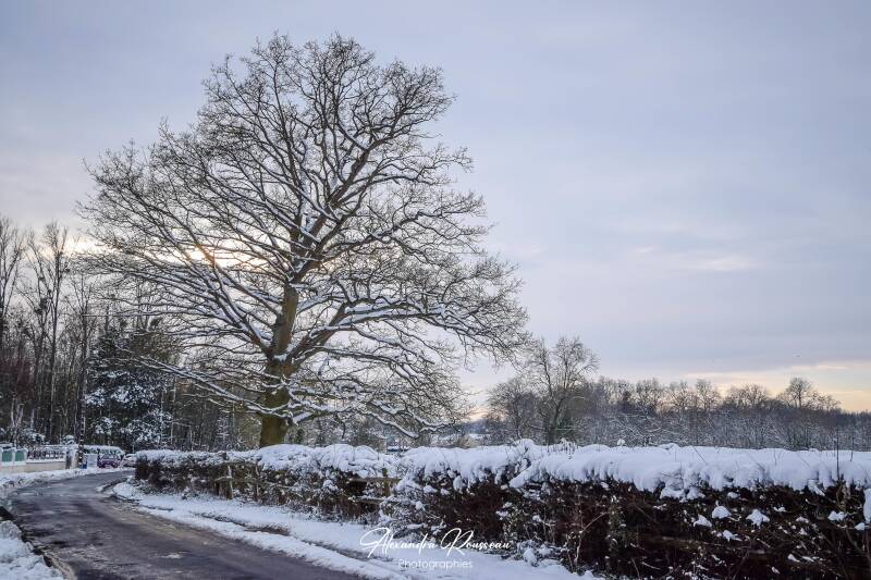 dsc_1578-standard.jpg